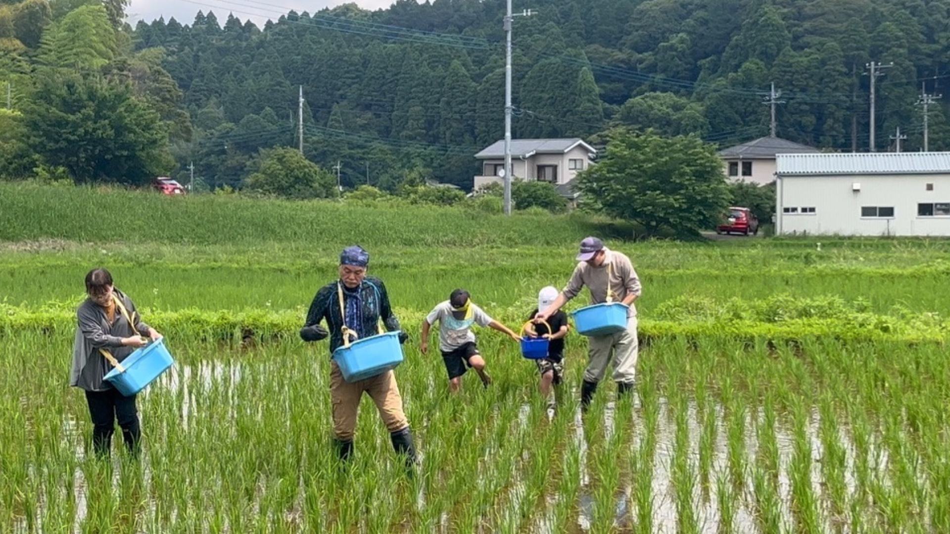 青いバケツを持って田んぼで肥料をまく参加者