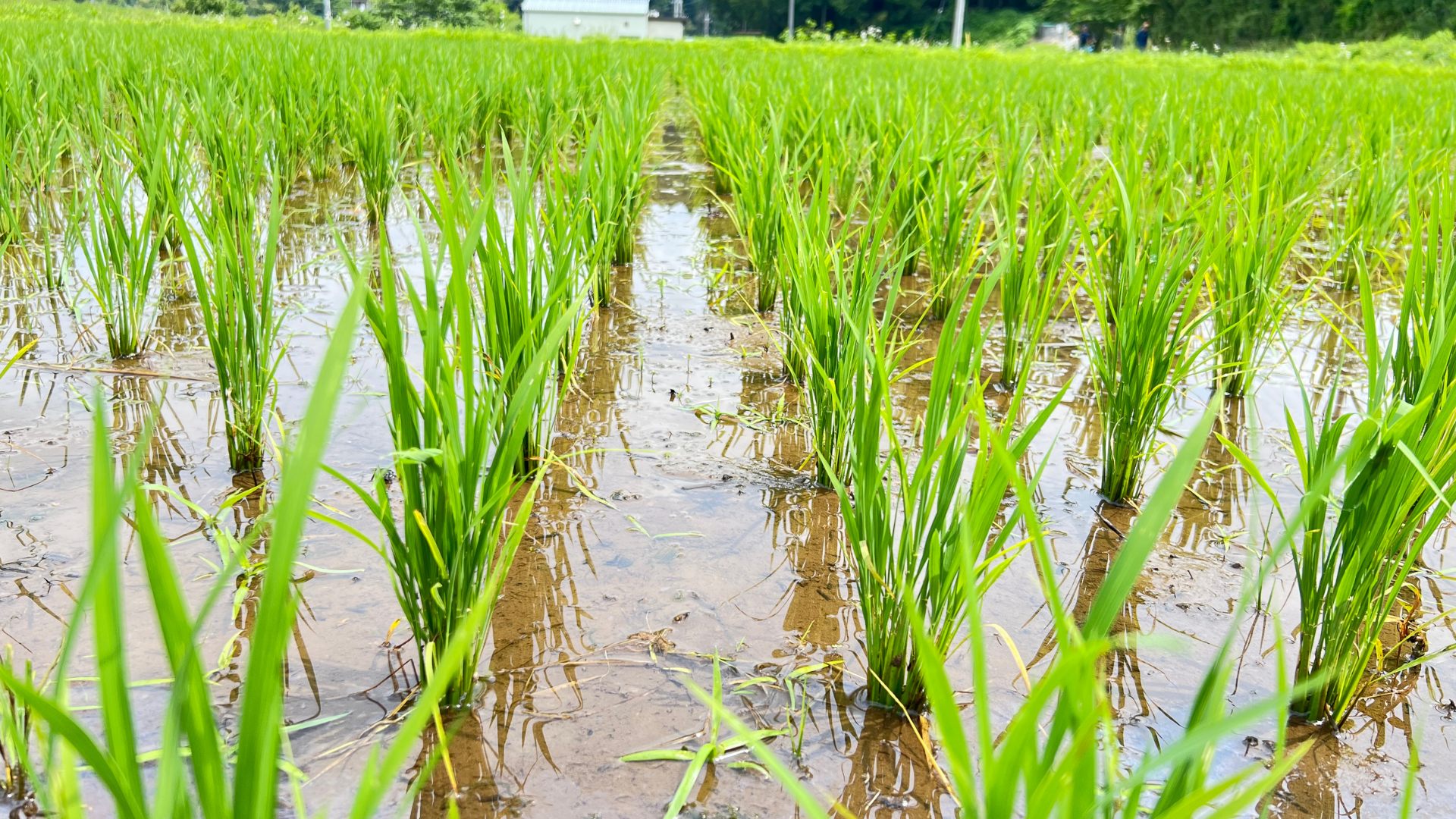 田植えから数週間が経ち青々と成長した稲