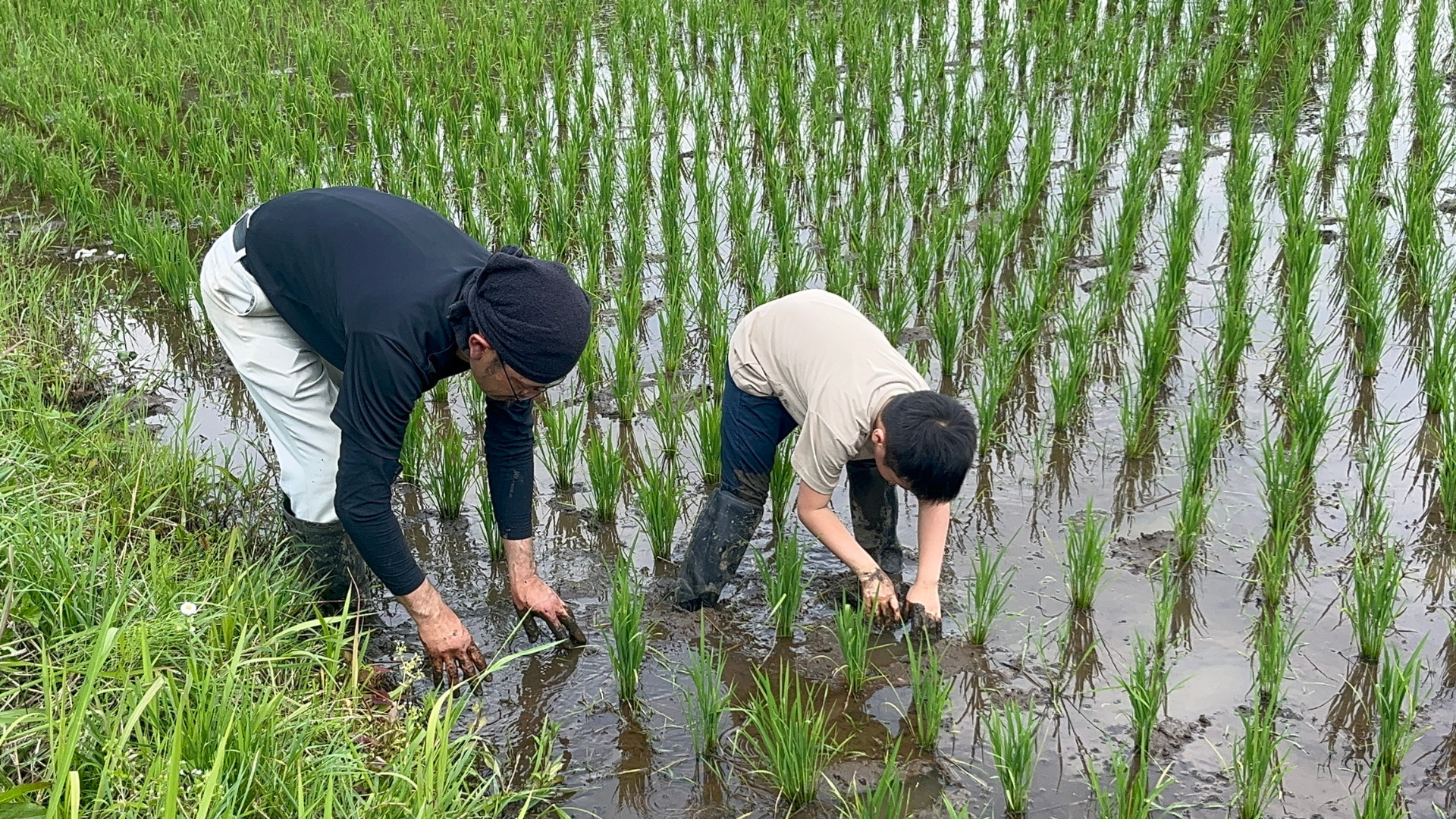 東金市 田んぼの学校 稲に酸素を届けるように土をかき混ぜながら草取りをする様子