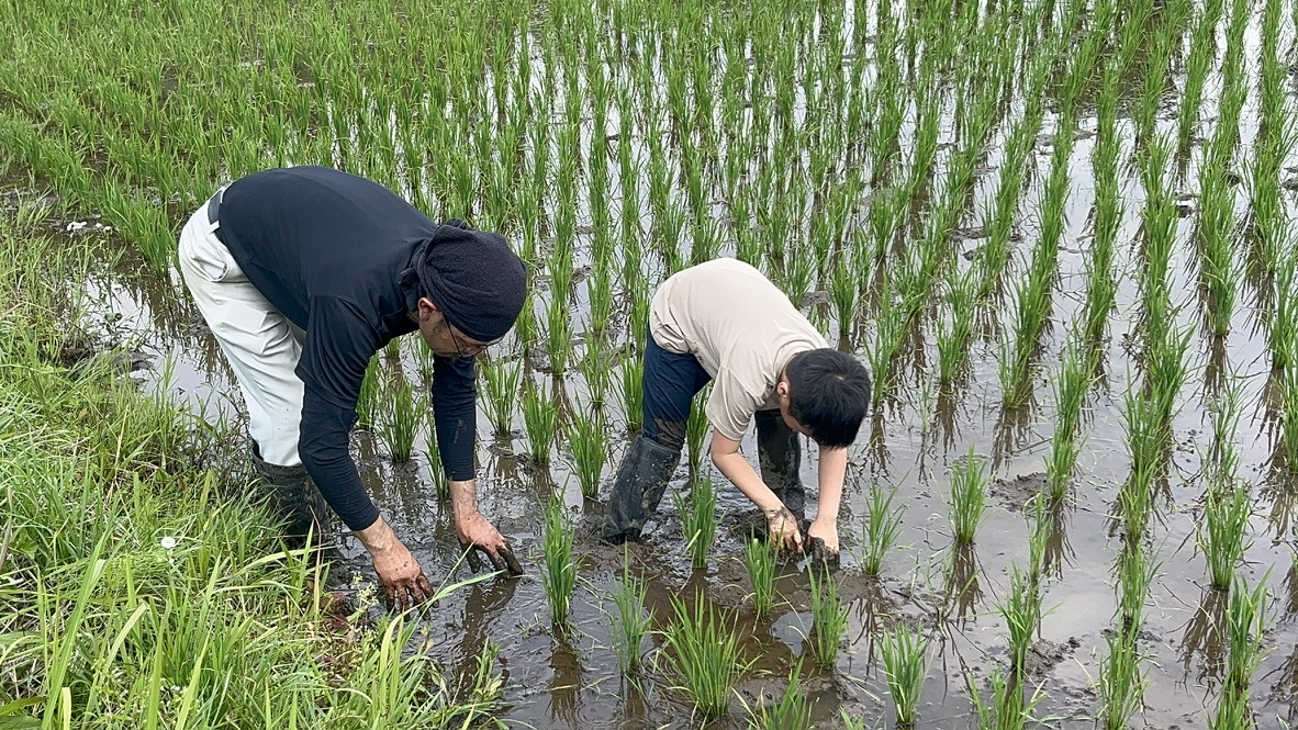 田んぼで地域の大人と一緒に生き物を探す子ども