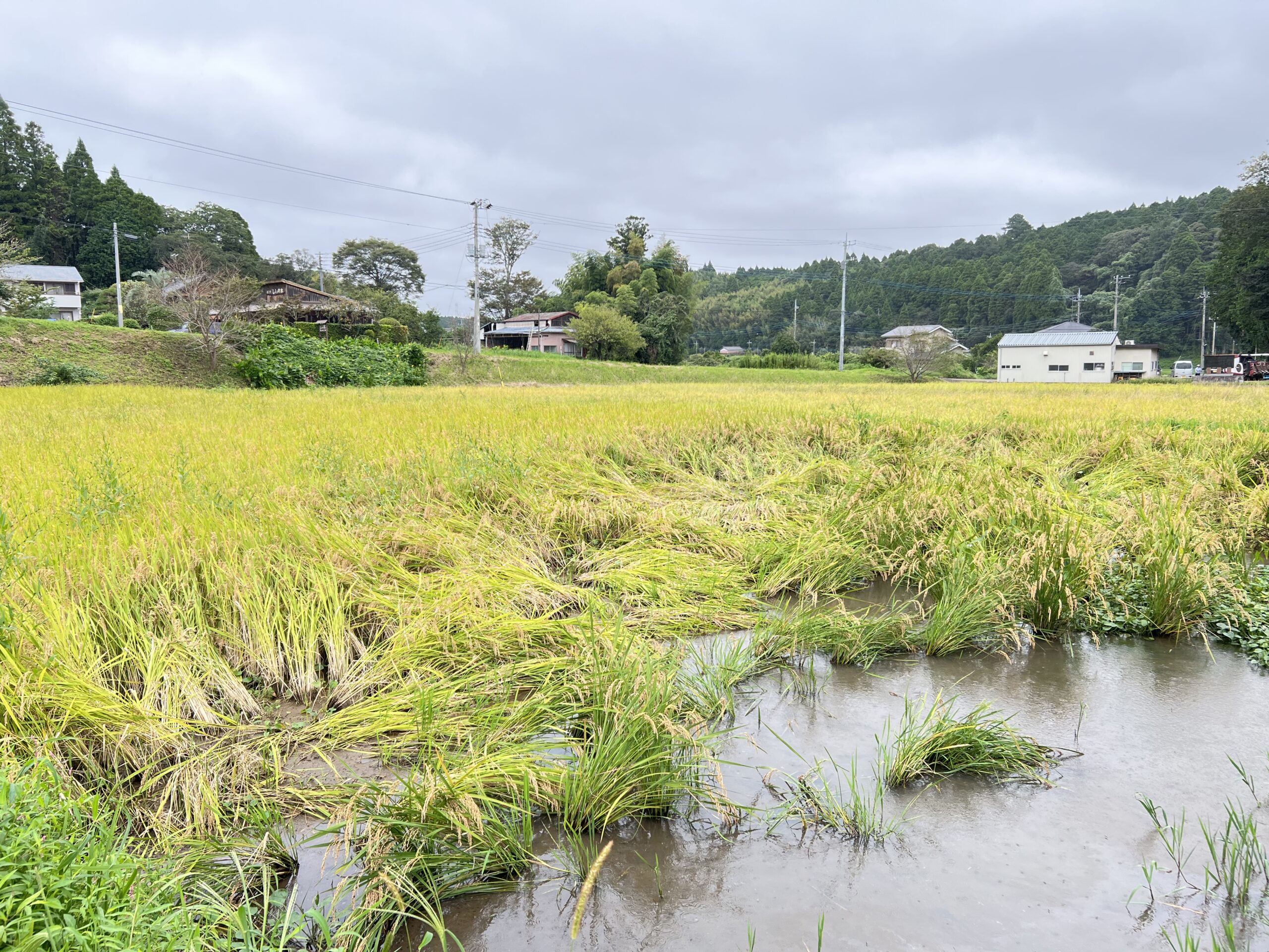 長雨で水が残り、稲が倒れている田んぼ